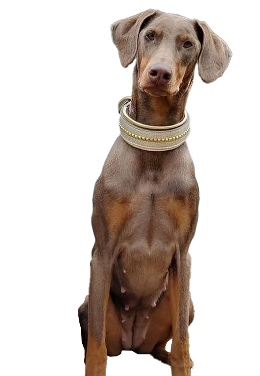 Doberman Pinschers Shop
