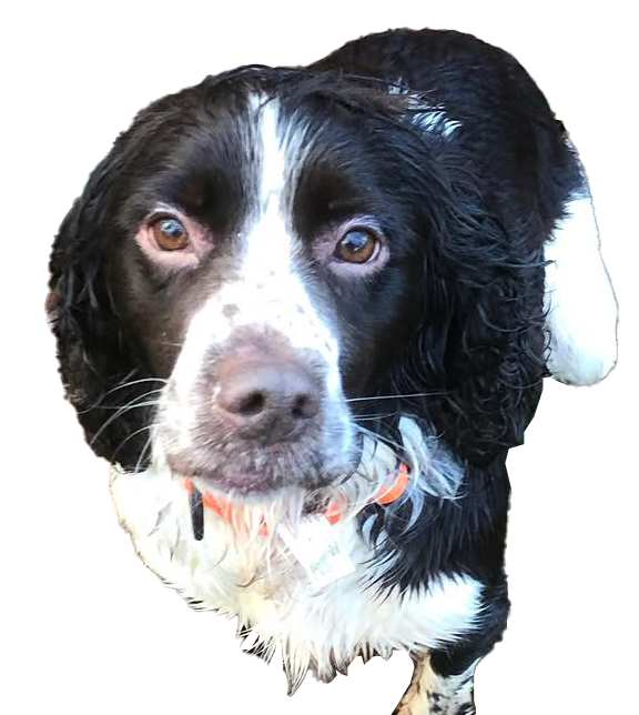 Doberman Pinschers Shop