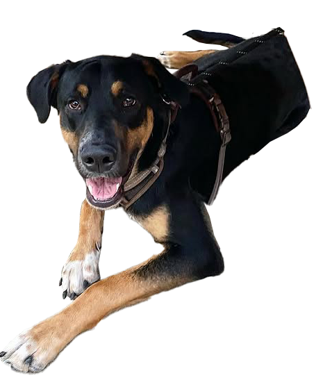 Doberman Pinschers Shop