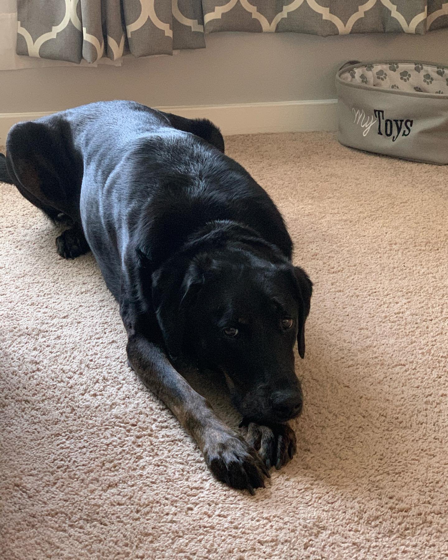 Doberman Pinschers Shop