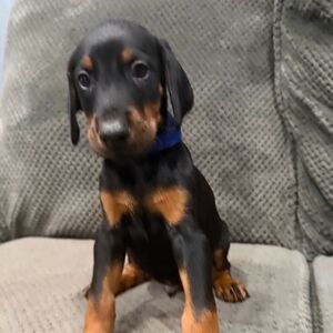 Doberman Pinschers Shop