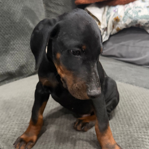 Doberman Pinschers Shop