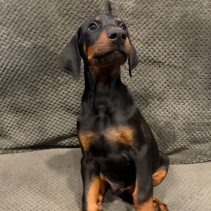 Doberman Pinschers Shop