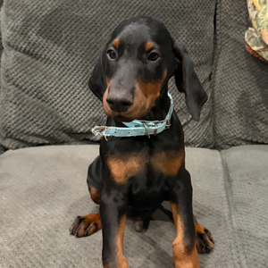 Doberman Pinschers Shop