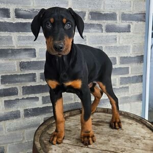 Doberman Pinschers Shop