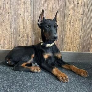 Doberman Pinschers Shop