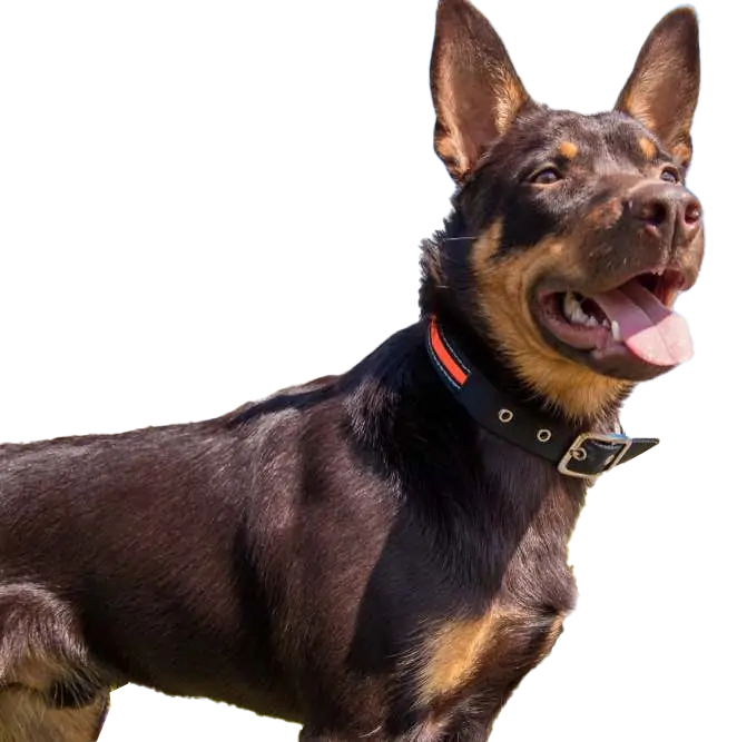 Doberman Pinschers Shop