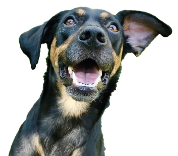 Doberman Pinschers Shop