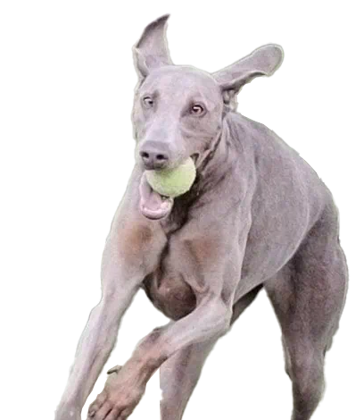 Doberman Pinschers Shop