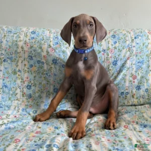 Doberman Pinschers Shop