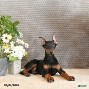 Doberman Pinschers Shop