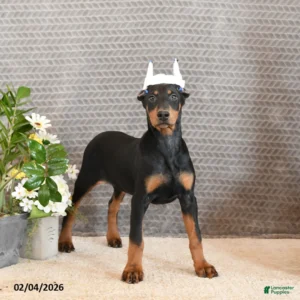 Doberman Pinschers Shop