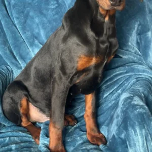 Doberman Pinschers Shop