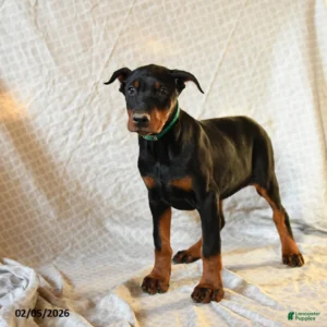 Doberman Pinschers Shop