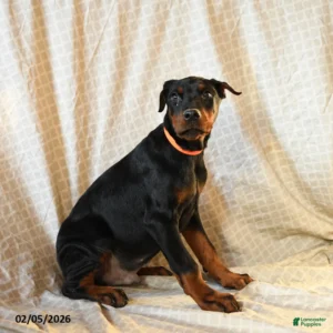 Doberman Pinschers Shop
