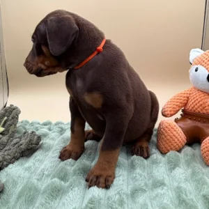 Doberman Pinschers Shop