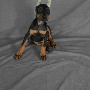 Doberman Pinschers Shop