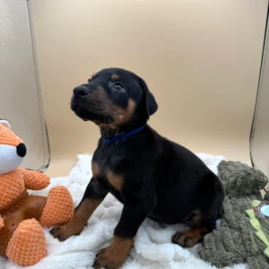 Doberman Pinschers Shop