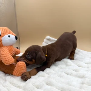 Doberman Pinschers Shop