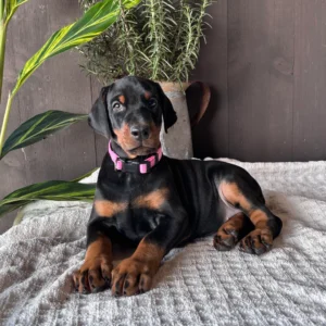 Doberman Pinschers Shop