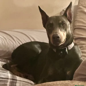 Doberman Pinschers Shop