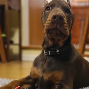 Doberman Pinschers Shop