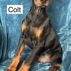 Doberman Pinschers Shop