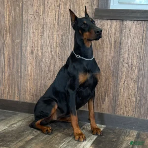 Doberman Pinschers Shop