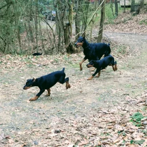 Doberman Pinschers Shop