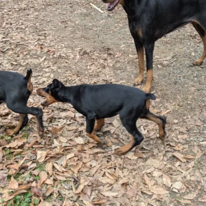 Doberman Pinschers Shop