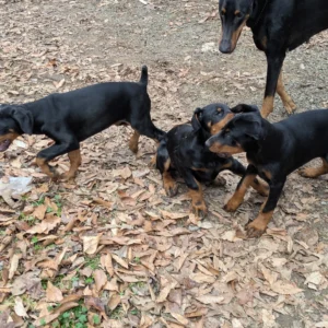 Doberman Pinschers Shop