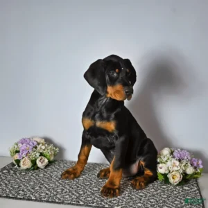 Doberman Pinschers Shop