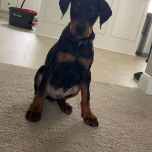 Doberman Pinschers Shop