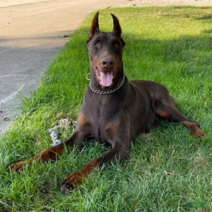 Doberman Pinschers Shop