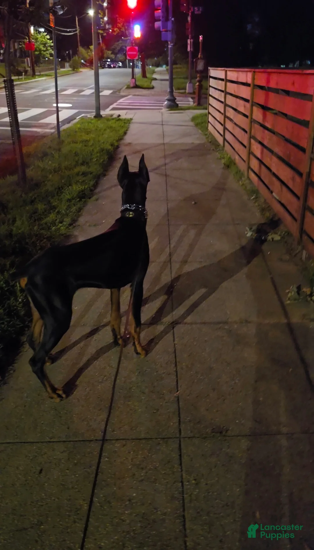 Prince Charming - Image 3