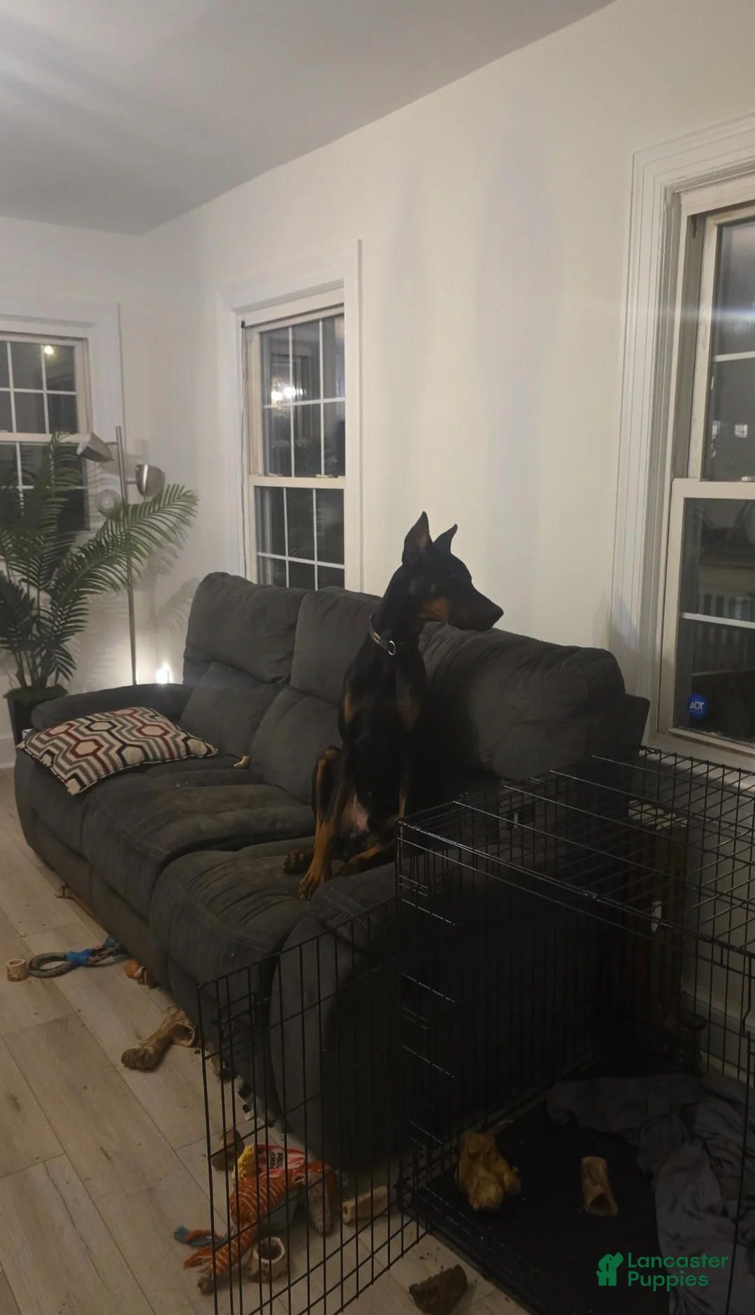 Prince Charming - Image 6