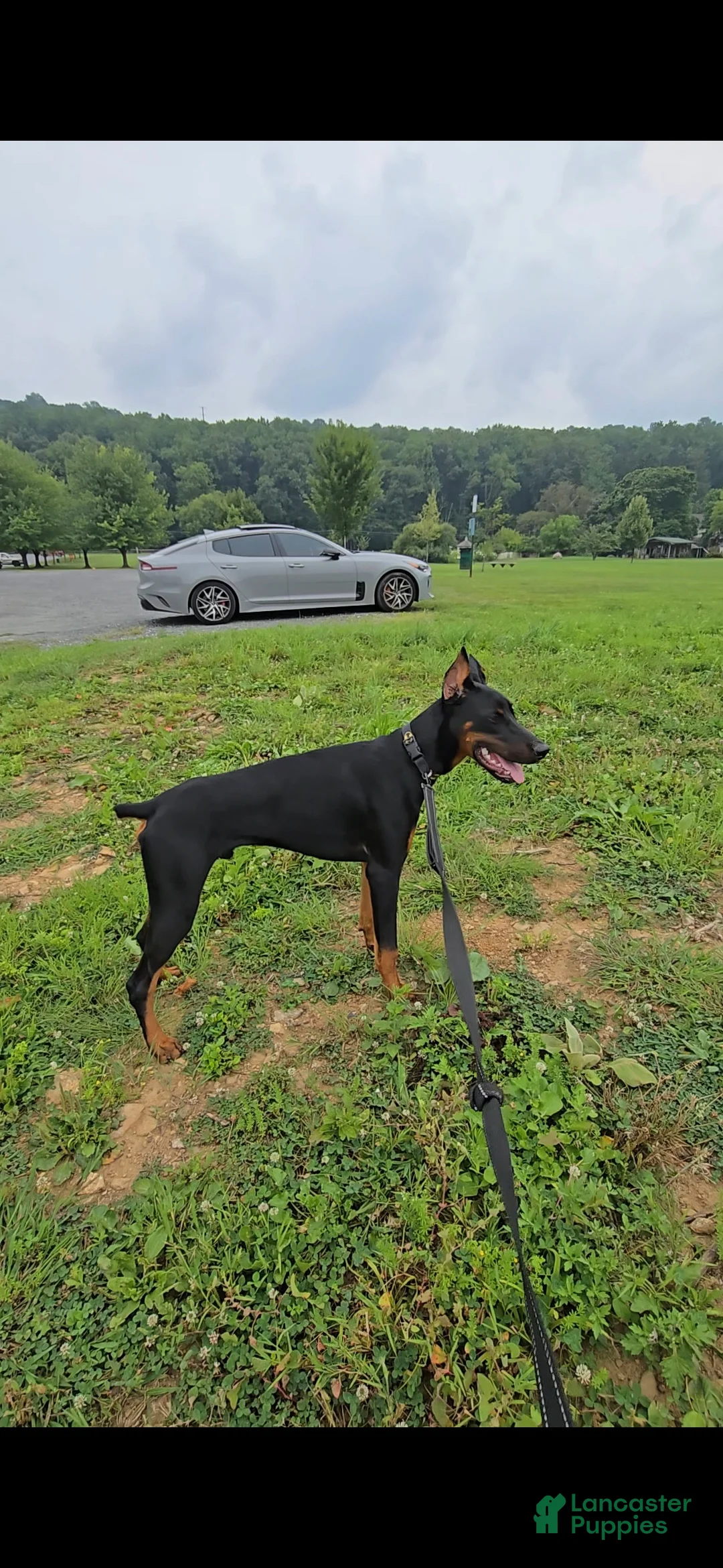 Prince Charming - Image 7