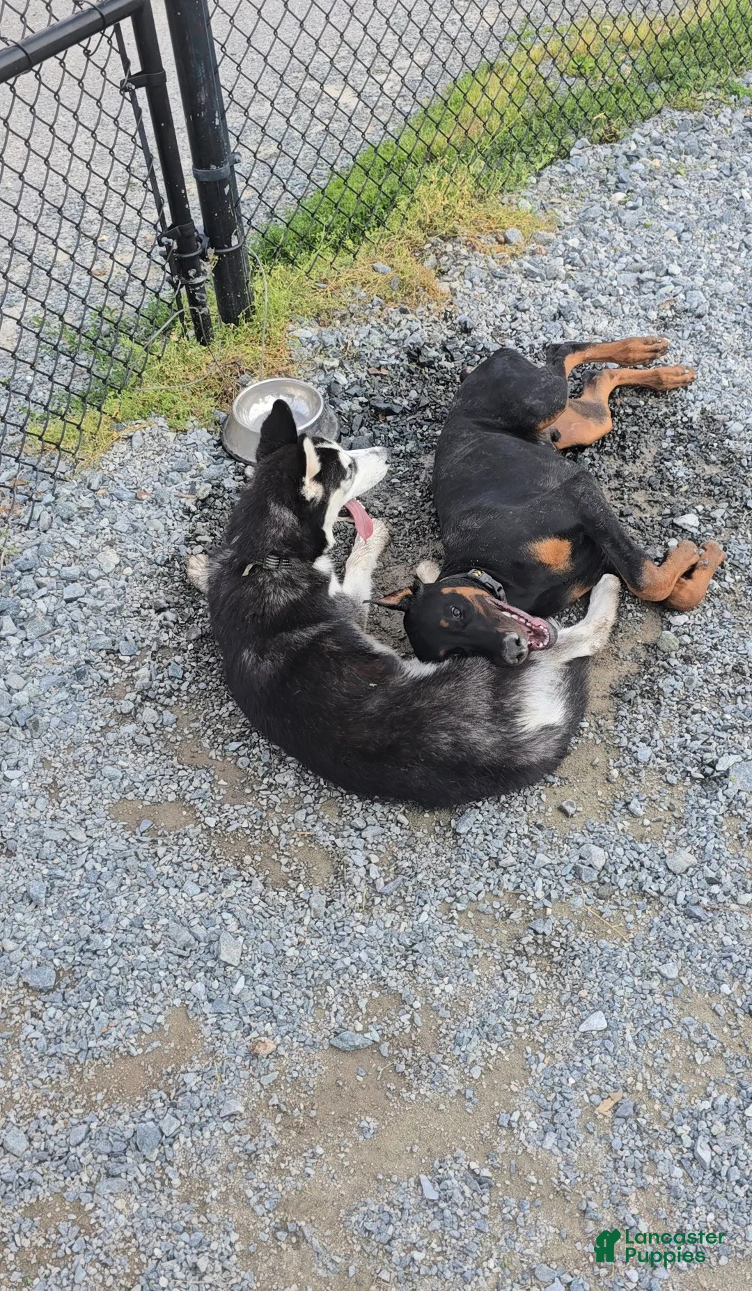 Prince Charming - Image 9