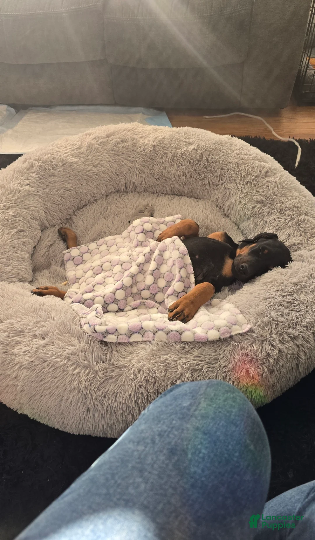 Prince Charming - Image 15