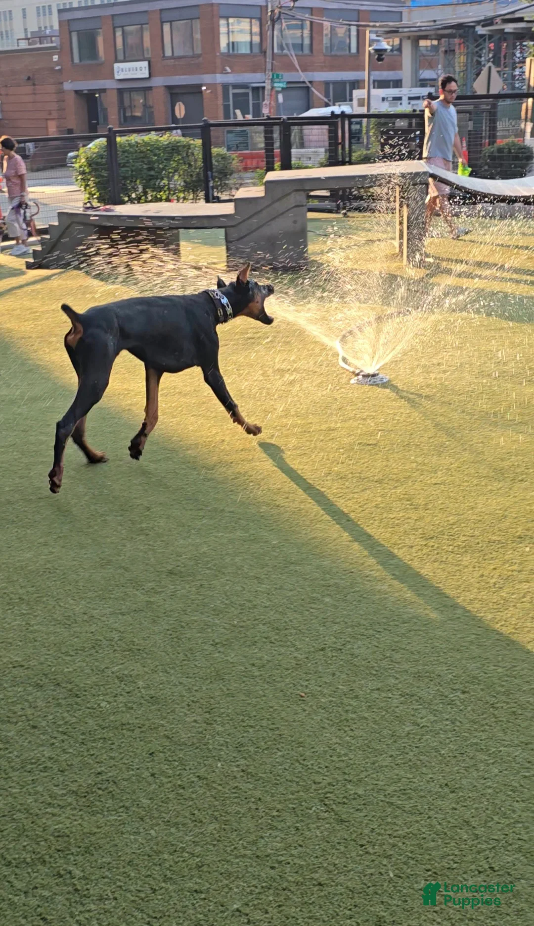 Prince Charming - Image 16