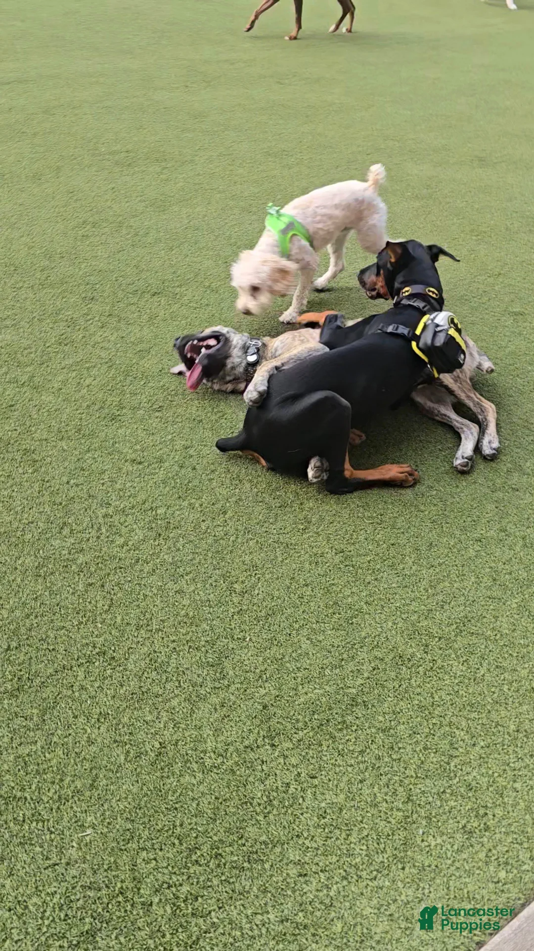 Prince Charming - Image 17