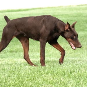 Doberman Pinschers Shop