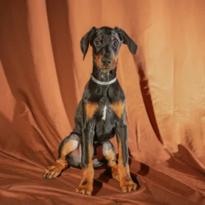 Doberman Pinschers Shop