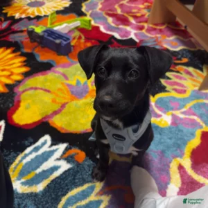 Doberman Pinschers Shop