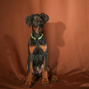Doberman Pinschers Shop