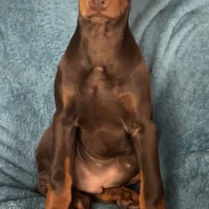 Doberman Pinschers Shop