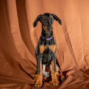Doberman Pinschers Shop