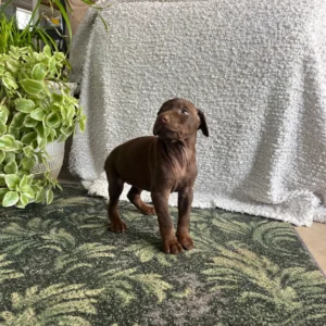 Doberman Pinschers Shop