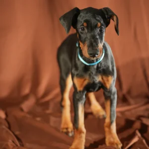 Doberman Pinschers Shop