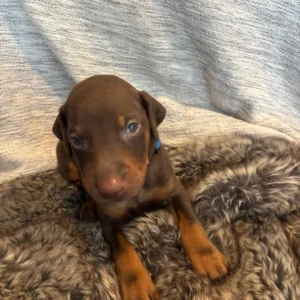 Doberman Pinschers Shop